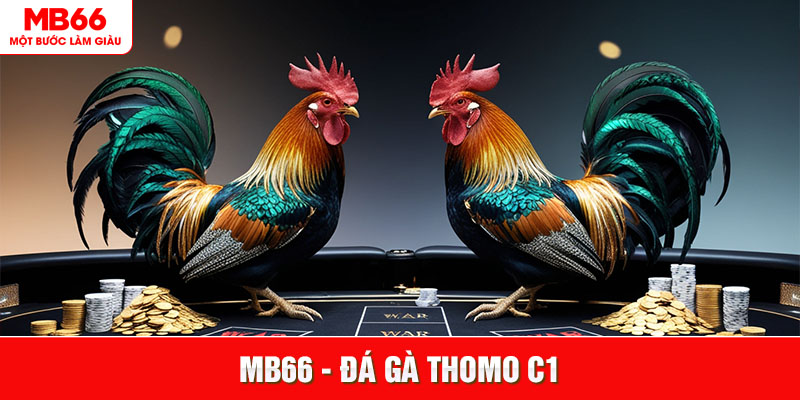 Đá Gà Cựa Sắt Thomo MB66