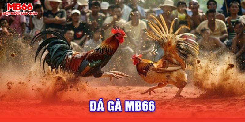 Giới thiệu sảnh đá gà MB66