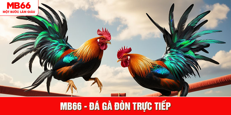 Đá Gà Đòn Trực Tiếp